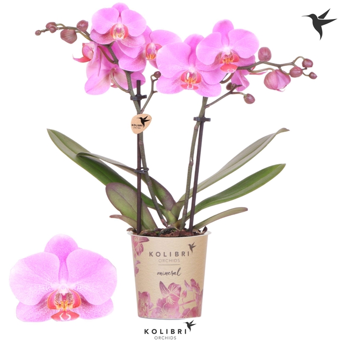 <h4>Kolibri Orchids Phalaenopsis Mineral Frederikstad 2 spike</h4>