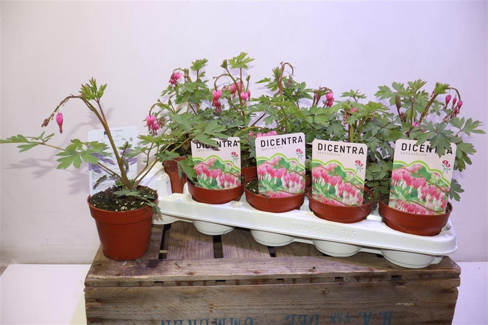 <h4>Dice Spectabilis</h4>