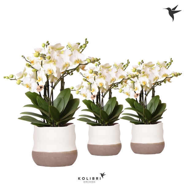 <h4>Kolibri Orchids Phalaenopsis Lausanne in Imperfect Bag pot</h4>