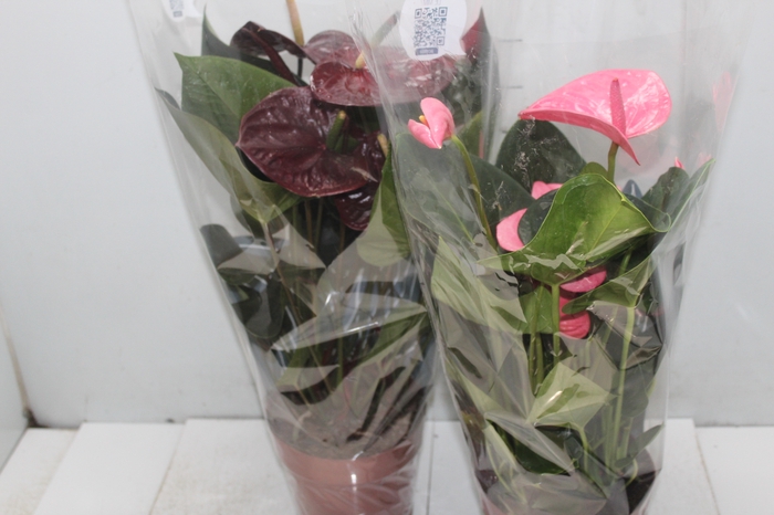 <h4>ANTHURIUM VARIADO P17 PREMIUM</h4>