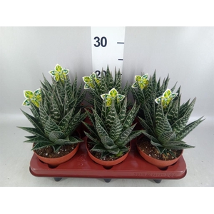 Aloe aristata 'Tiki Tahi'