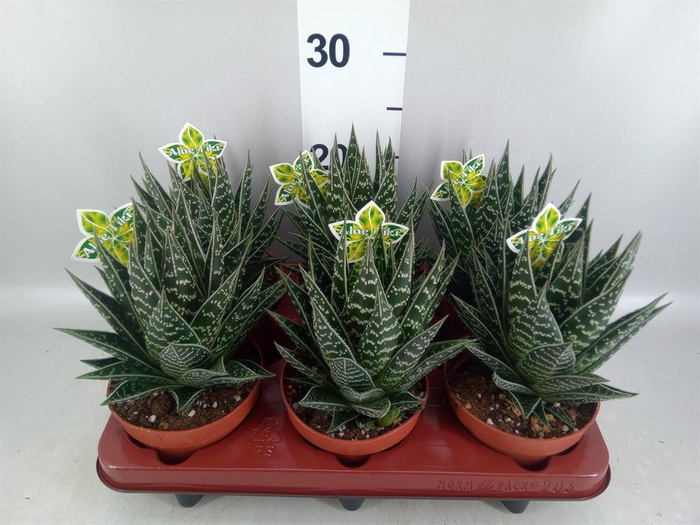 <h4>Aloe aristata 'Tiki Tahi'</h4>
