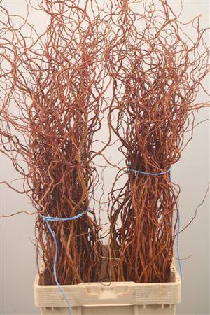 <h4>Salix Per Bos</h4>