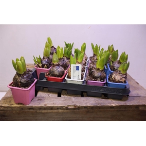 arr8 Hyacin Gem 5 Kl