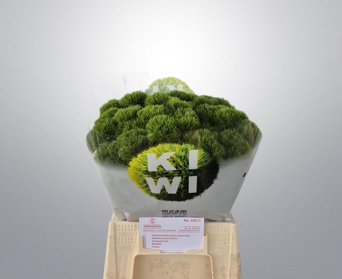 <h4>DI BARB KIWI MELLOW</h4>