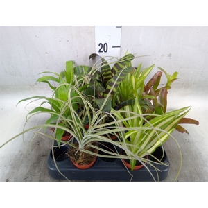 Bromelia   ...mix