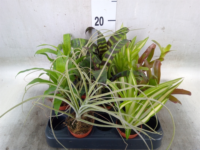 <h4>Bromelia   ...mix</h4>