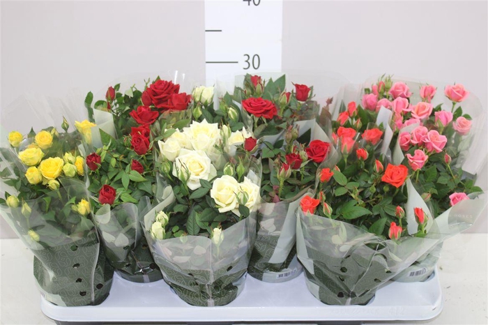 <h4>Rosa Kordana Gemengd</h4>