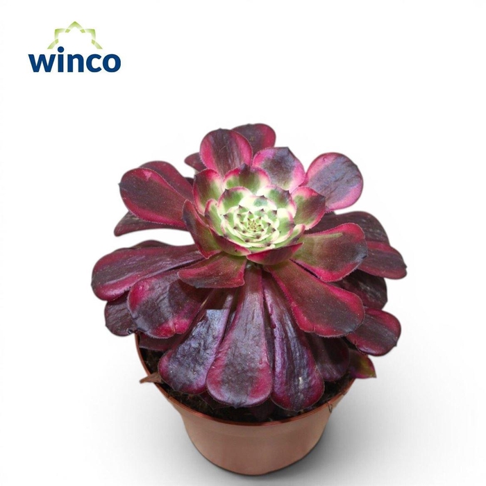 <h4>Aeonium overig</h4>