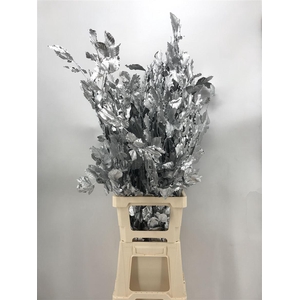 Fagus Silver Argento