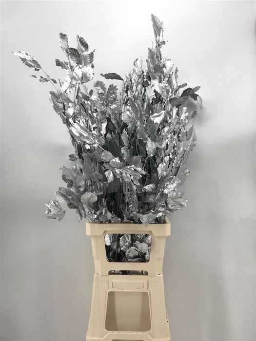 <h4>Fagus Silver Argento</h4>