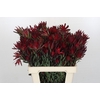 Leucadendron Blush Spray