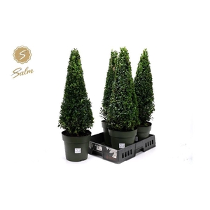 BUXU SEMPERVIRENS