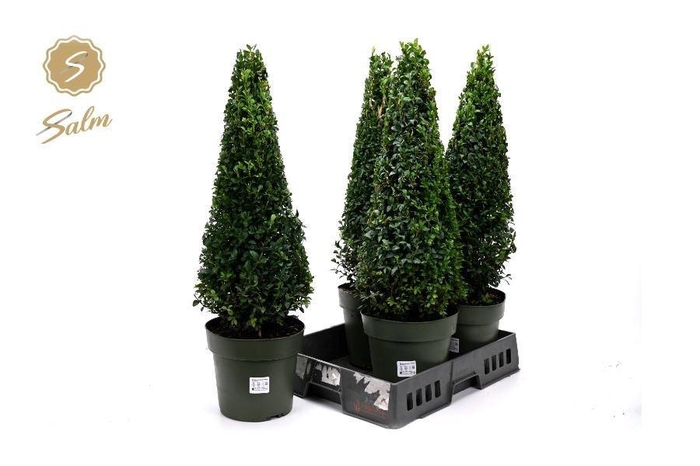 <h4>BUXU SEMPERVIRENS</h4>