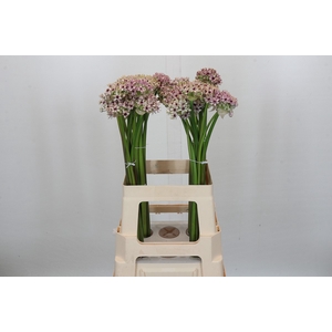Allium Silverspring