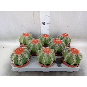Melocactus matanzanus