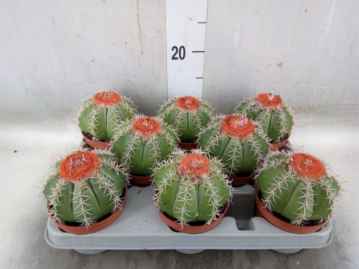 <h4>Melocactus matanzanus</h4>