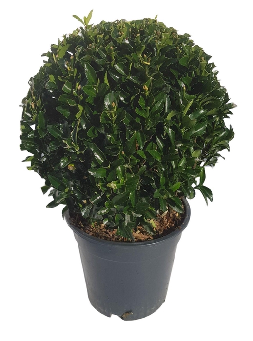 <h4>Euonymus japonicus 'Green Spire' bol</h4>