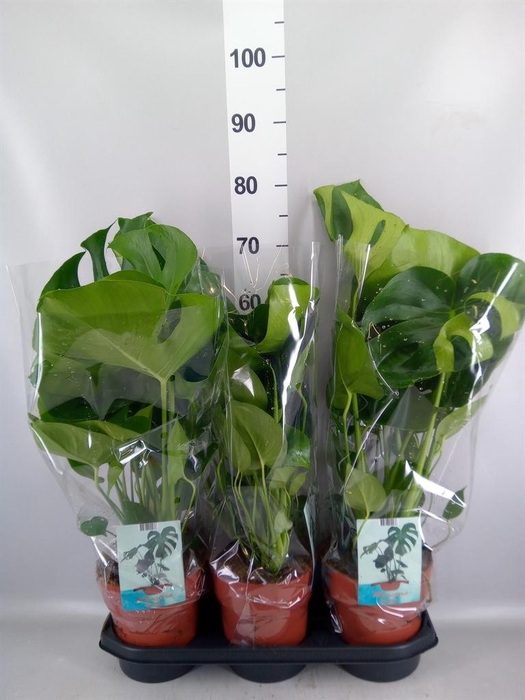 <h4>Monstera delic.</h4>