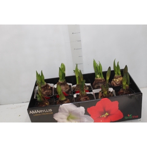 AMARYLLIS P14 MIN 2 HT