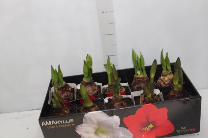 <h4>AMARYLLIS P14 MIN 2 HT</h4>