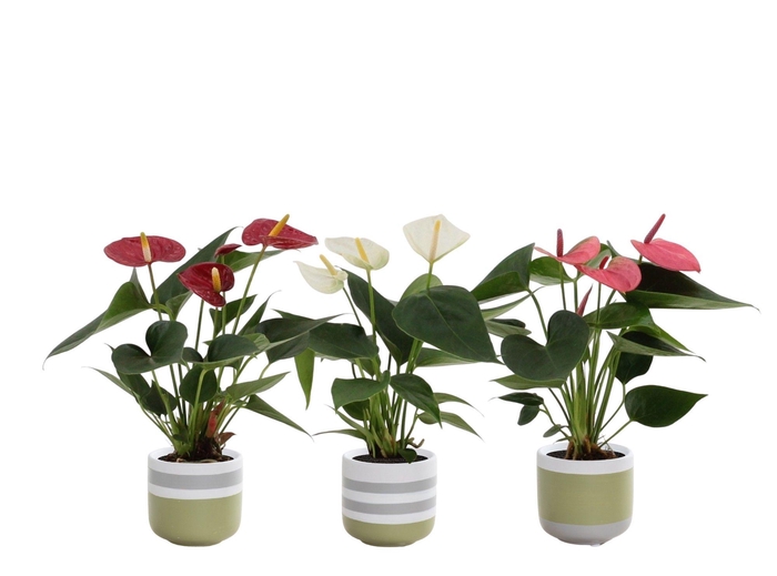 Anthurium 7 cm 3 color mix in Alice ceramics