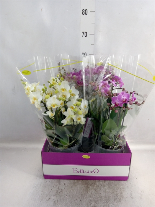 <h4>Phalaenopsis multi.   ...mix  3</h4>