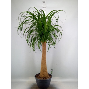 Beaucarnea recurvata