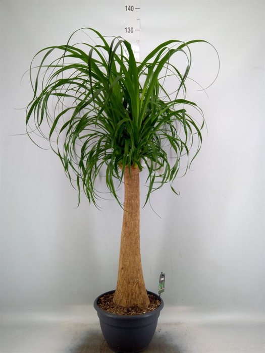 <h4>Beaucarnea recurvata</h4>
