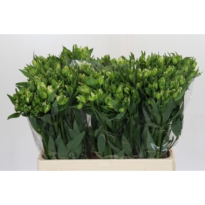 Alstroemeria Florinca Paradiso