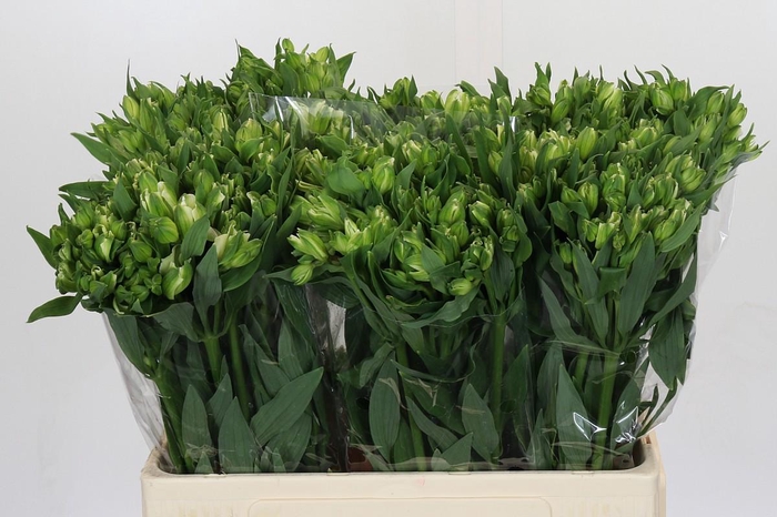 <h4>Alstroemeria Florinca Paradiso</h4>