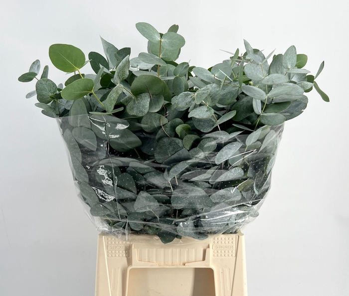 Euc. Cinerea Azur Riviera Short