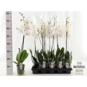 Phalaenopsis overig wit