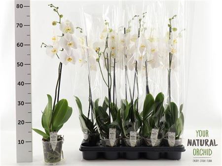 <h4>Phalaenopsis overig wit</h4>
