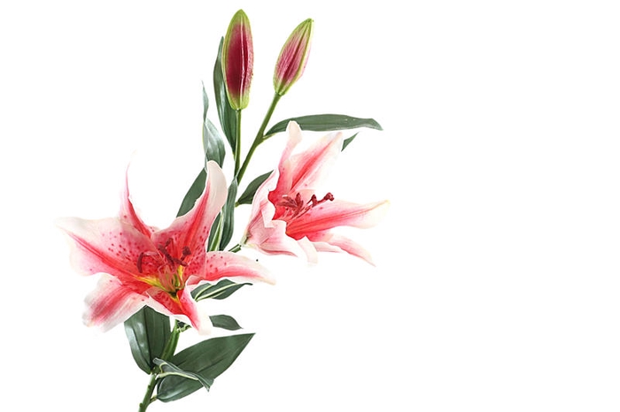Lilium Purple