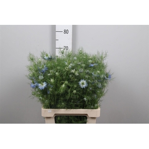Nige D Ov Blauw Bs