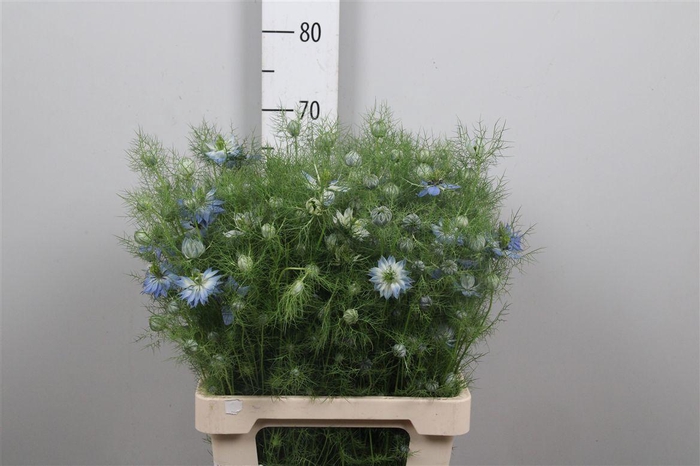 <h4>Nige D Ov Blauw Bs</h4>