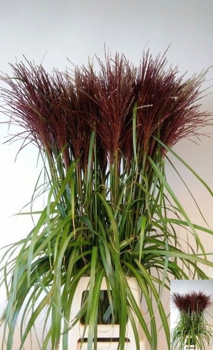 <h4>Miscanthus Malepartus SHM Schrama</h4>