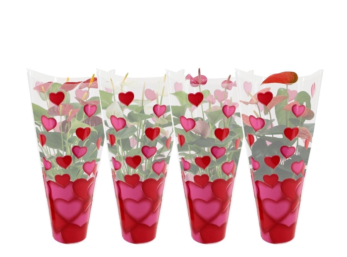 <h4>Anthurium 4 color mix in heart sleeve Lilly</h4>
