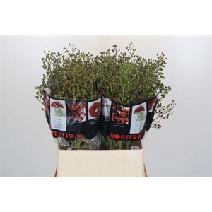 Rosa Autumn Rosefruits Green