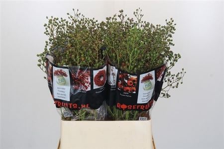 <h4>Rosa Autumn Rosefruits Green</h4>