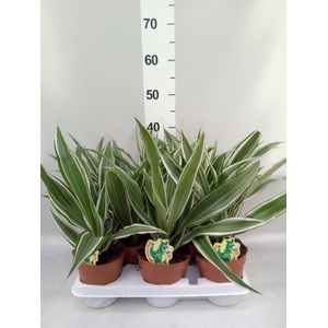 Dracaena fr de 'White Stripe'