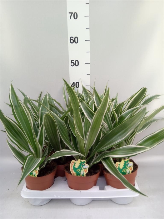 <h4>Dracaena fr de 'White Stripe'</h4>