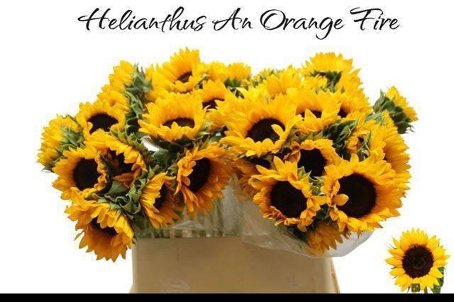 <h4>HELI ORANGE FIRE</h4>