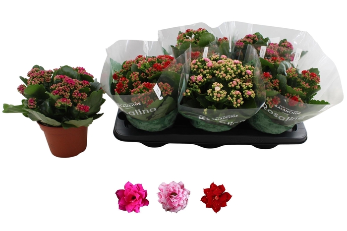 <h4>KAL GE RO GEM 3 KL</h4>