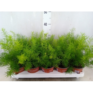 Asparagus dens. 'Sprengeri'