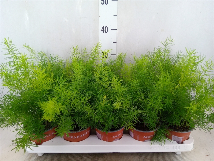 <h4>Asparagus dens. 'Sprengeri'</h4>