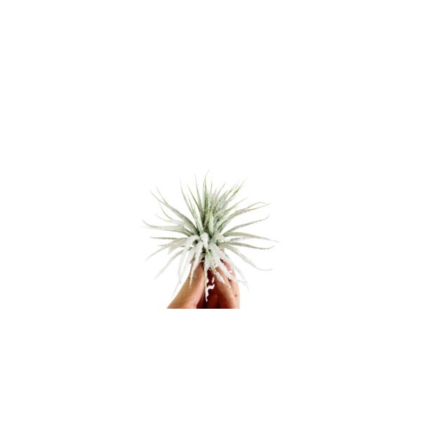 <h4>Tillandsia ionantha snow</h4>