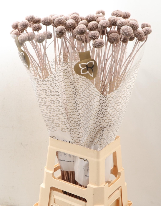 <h4>CRAS KLB H%</h4>