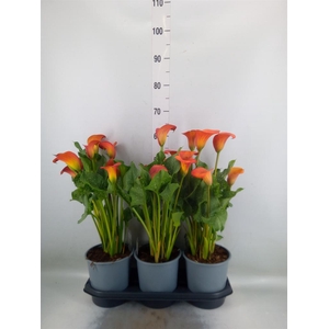 Zantedeschia  'Red Alert'